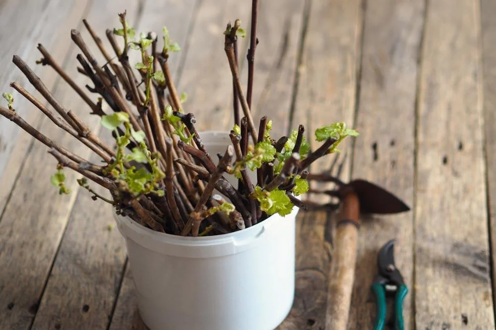 Bouturage de la vigne