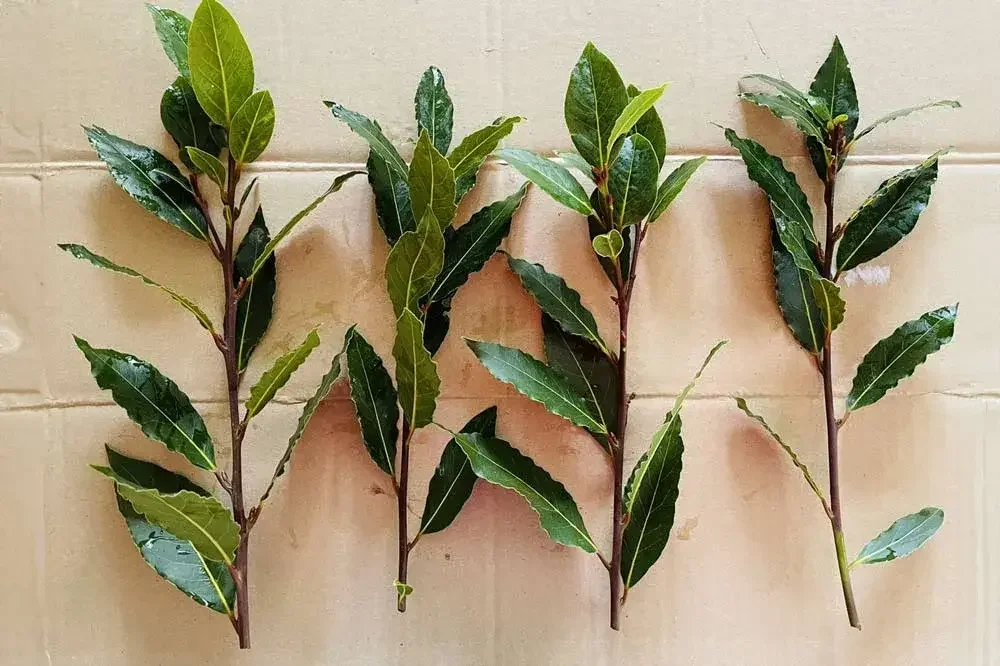 Bouturage du laurier-sauce
