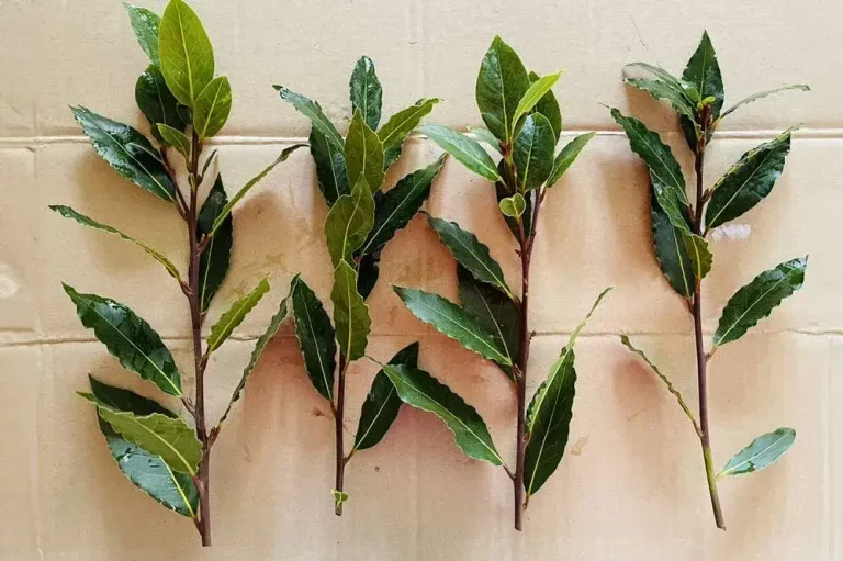 Bouturage du laurier-sauce