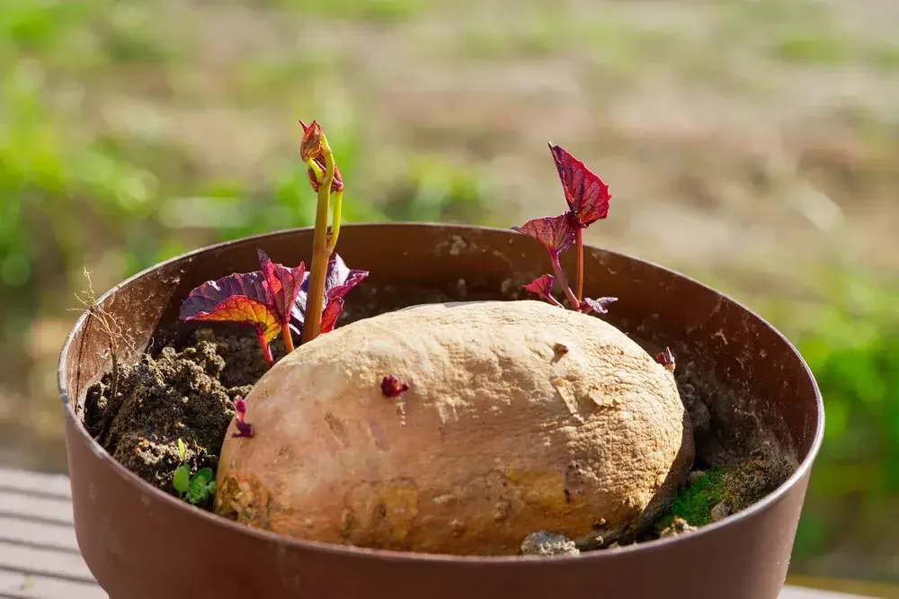 Production de plants de patate douce