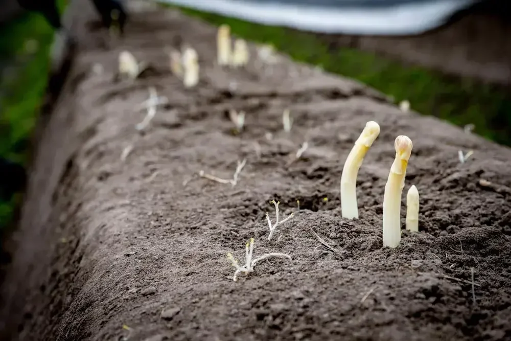 butter-asperges