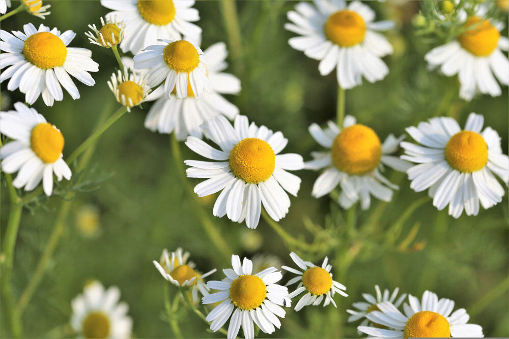 Camomille : culture, semis et entretien au jardin