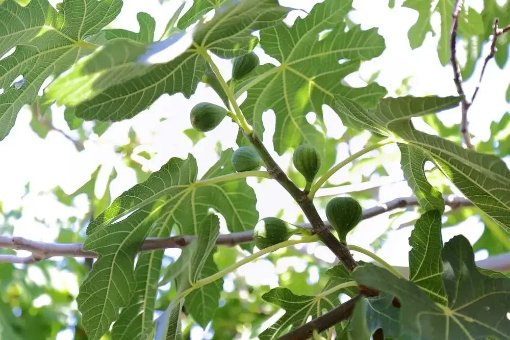 >Figuier et figues : reconnaître l’arbre et ses fruits