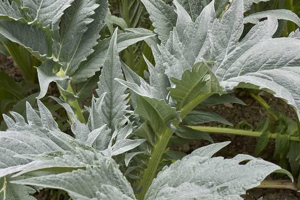 Cardon : culture, blanchiment, plantation et récolte