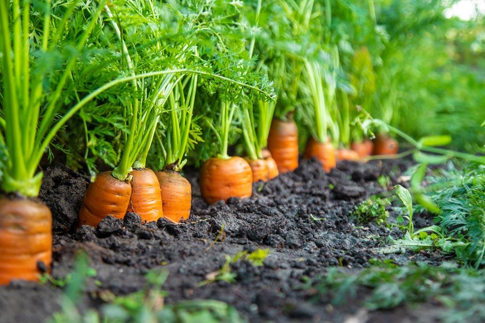 Carotte : semis, culture, variétés et récolte au potager