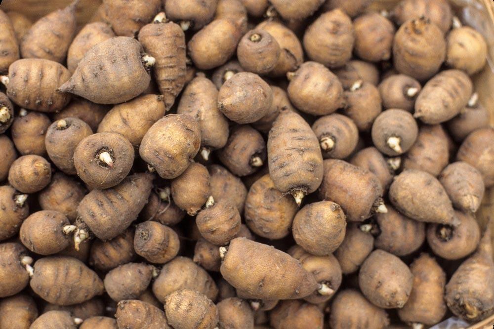 Cerfeuil tubéreux : semis, stratification et récolte au potager