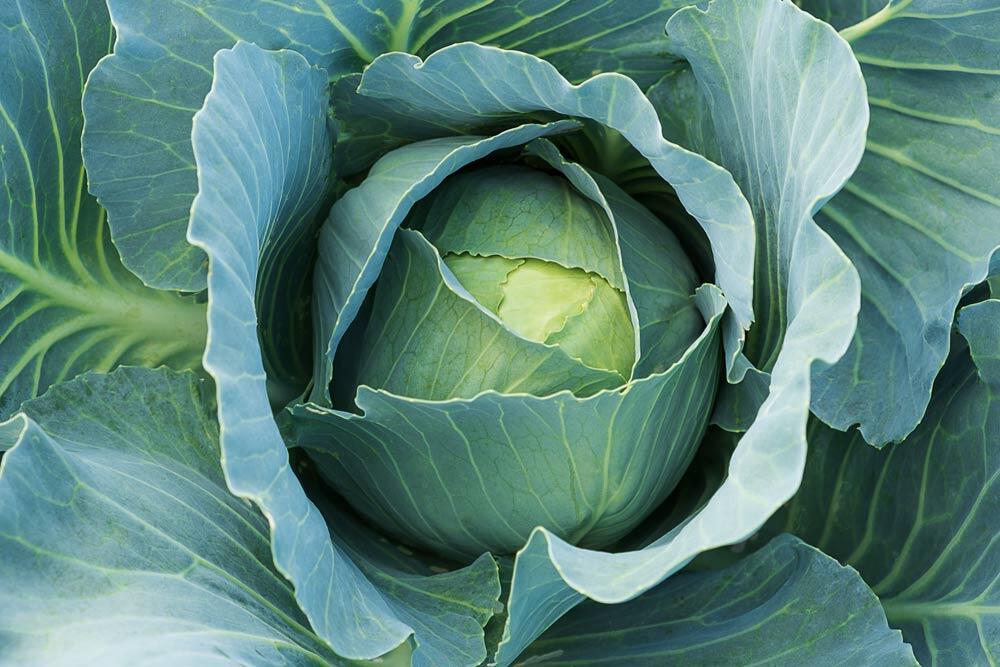 Chou blanc (chou cabus) : semis, culture et récolte au potager