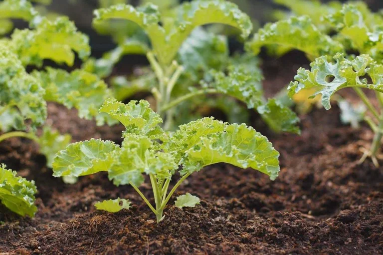 Chou kale