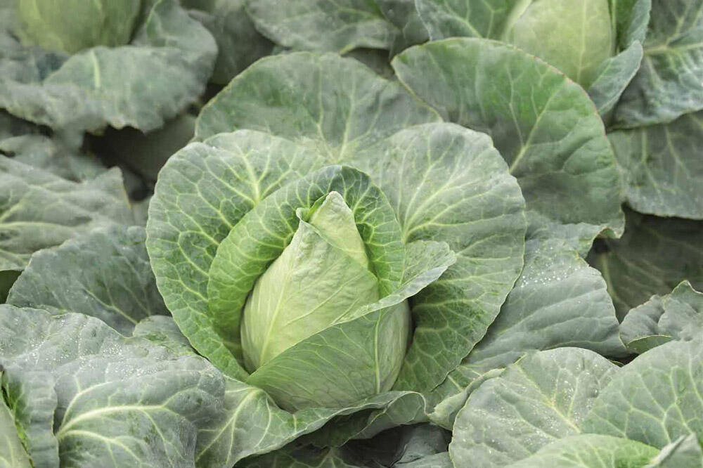 Chou pointu : semis, culture et récolte au potager