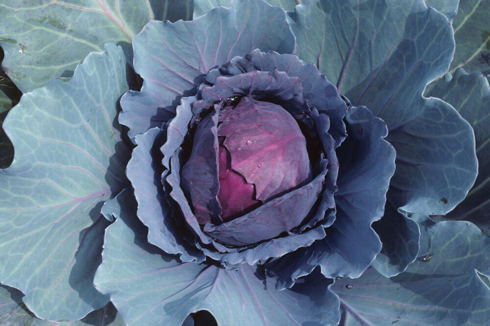 Chou rouge : semis, plantation et entretien au potager