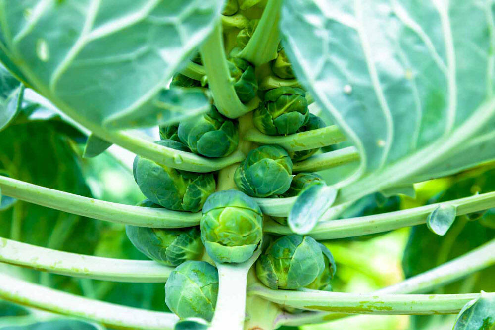 Chou de Bruxelles : semis, culture et récolte au potager