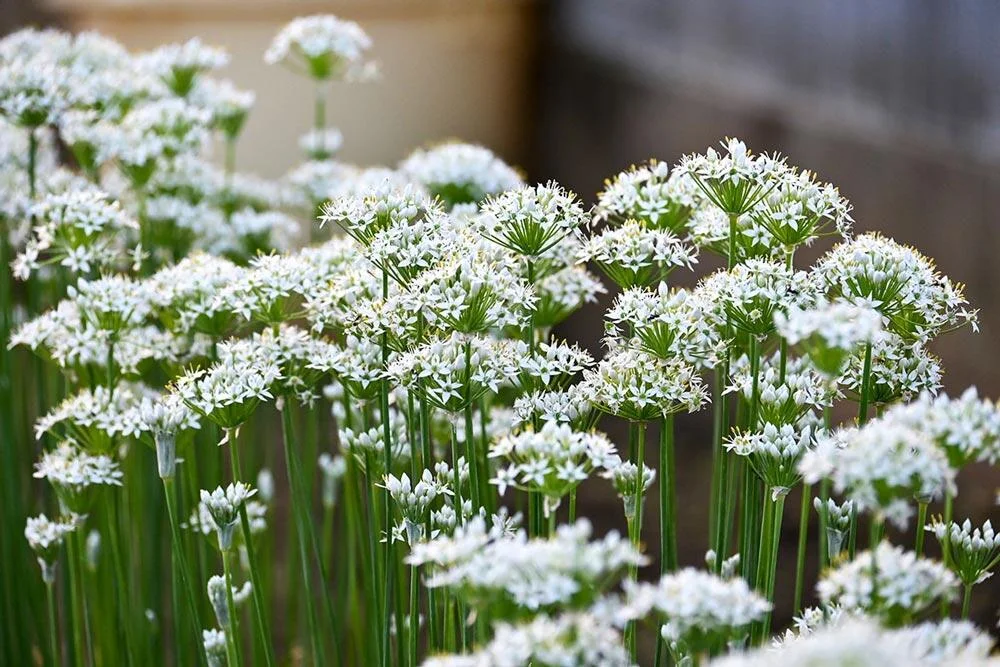 Ciboulette chinoise