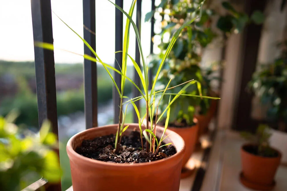 citronnelle-en-pot