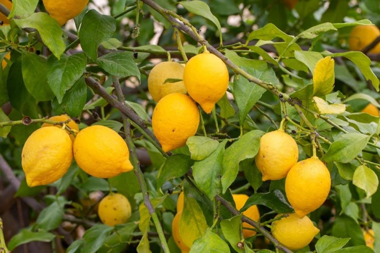 Citronnier