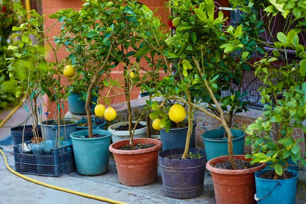 citronniers-en-pot