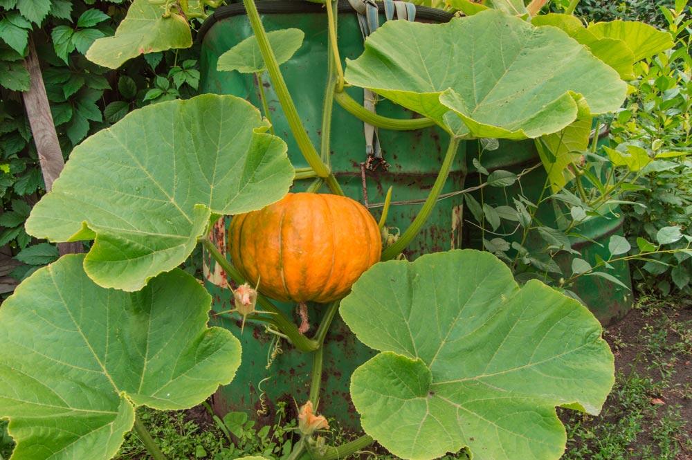 Citrouille : semis, culture et récolte au potager