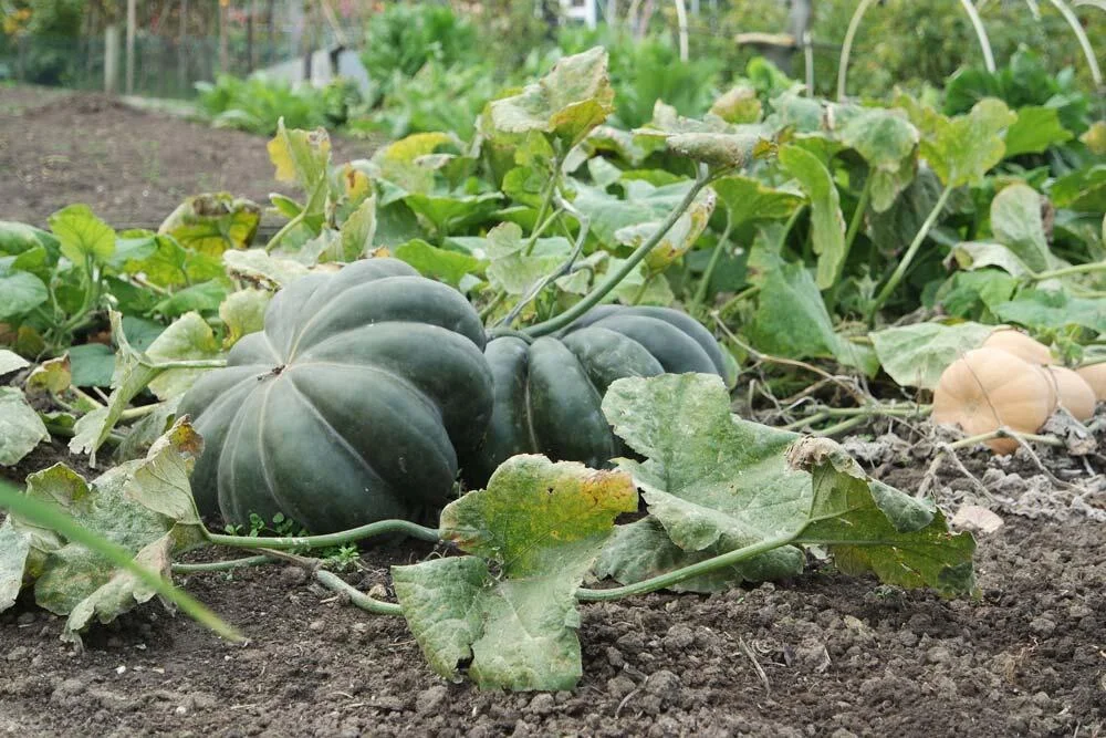 Oïdium sur feuilles de citrouille au potager
