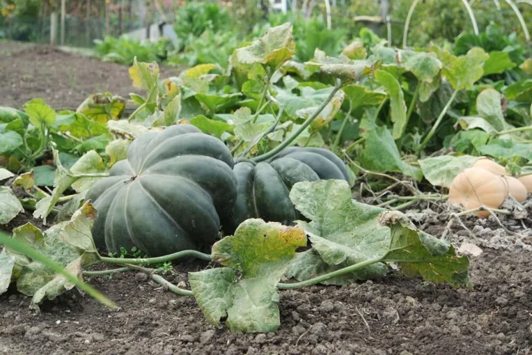 Oïdium sur feuilles de citrouille au potager