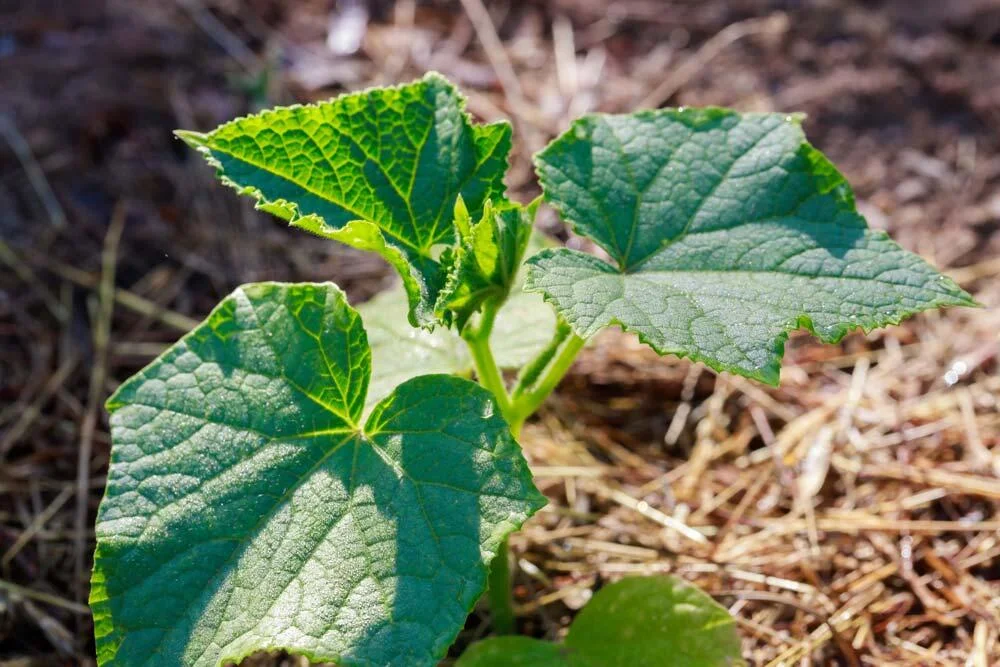 citrouille-plantation