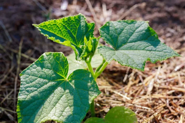 citrouille-plantation