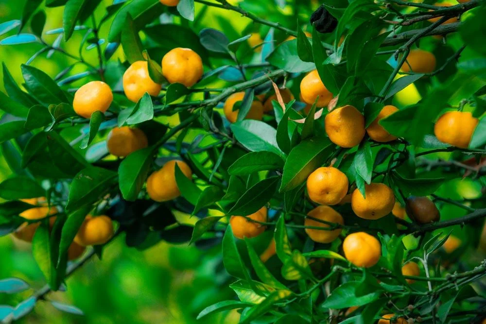 clementines-a-recolter