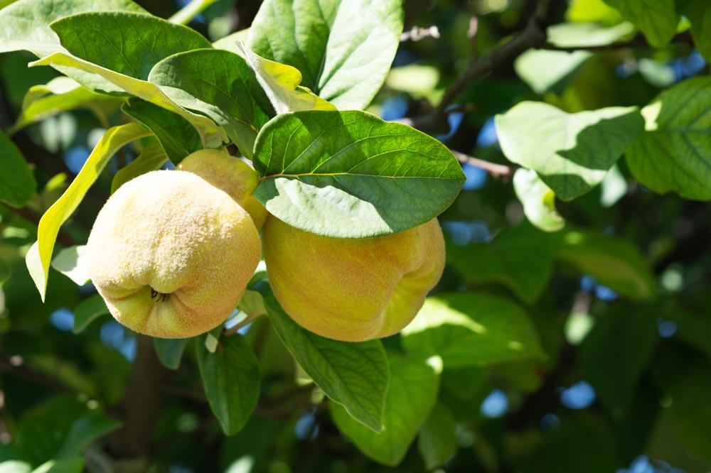 Cognassier : plantation, taille et entretien au verger