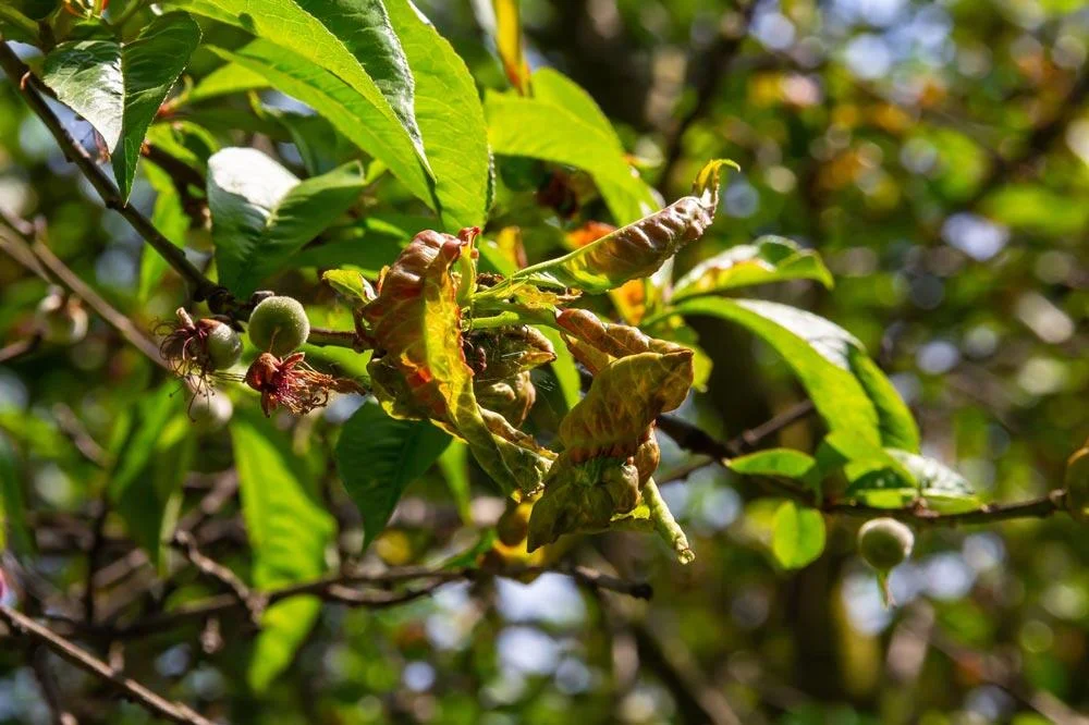 Cloque sur les feuilles d’un nectarinier
