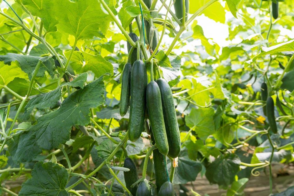 Concombre : semis, culture et récolte au potager