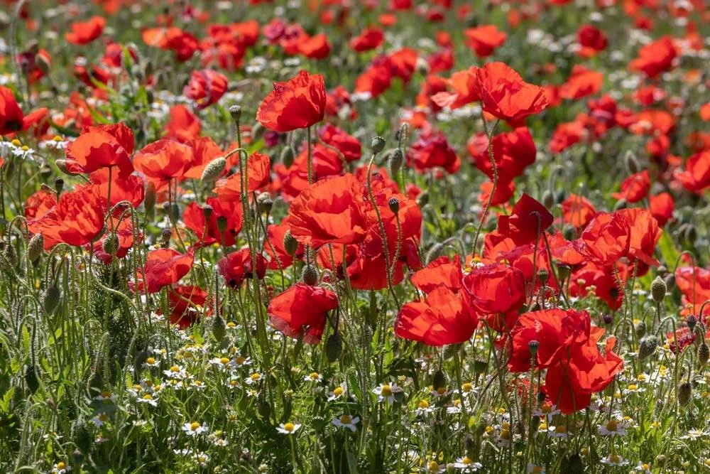 Coquelicot