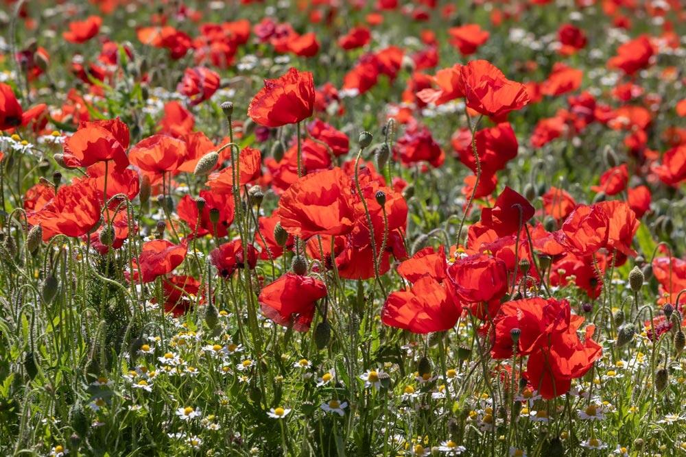 Coquelicot : semis, culture et récolte des graines au jardin