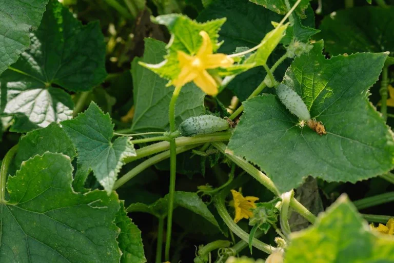 Cornichon