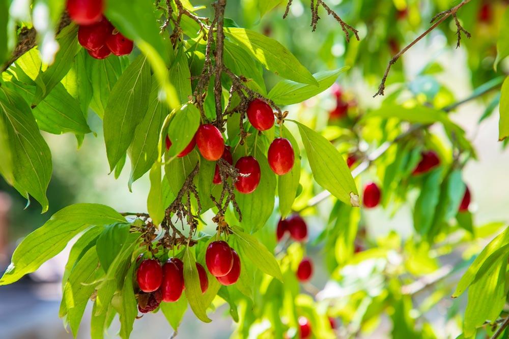 Cornouiller mâle (Cornus mas) : le petit fruitier oublié du verger