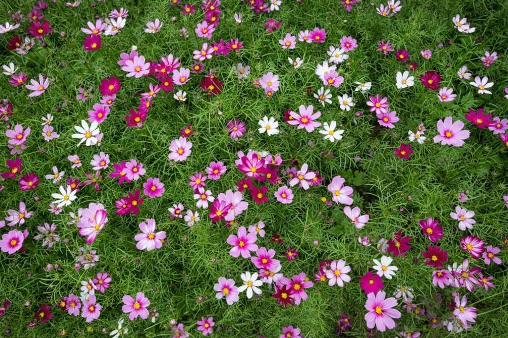 cosmos-bipinnatus