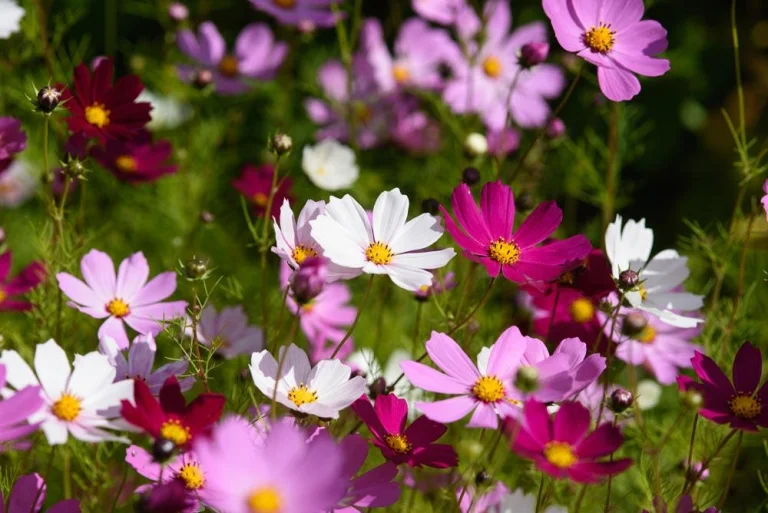 Cosmos
