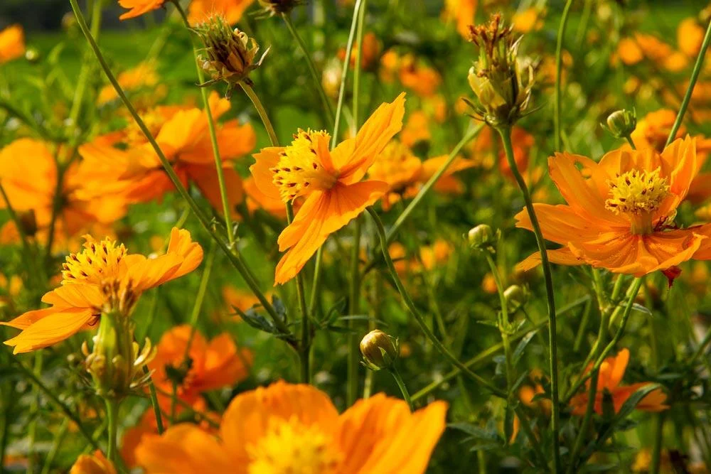 cosmos-sulphureus
