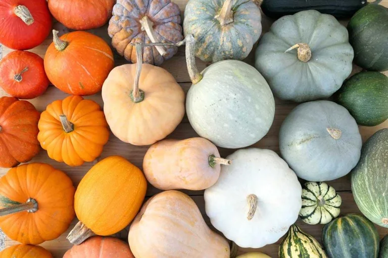 Courge
