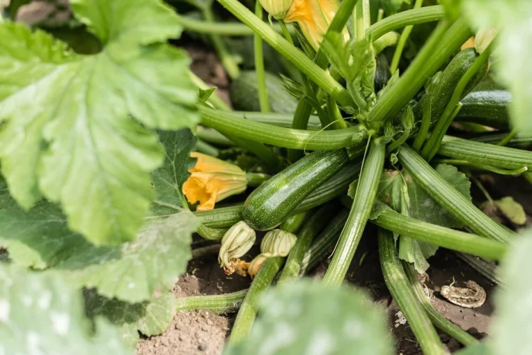 Courgette