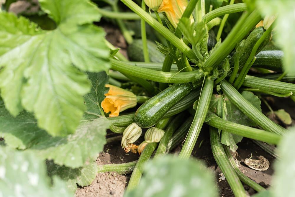 Courgette : tout pour la cultiver, la récolter et la conserver