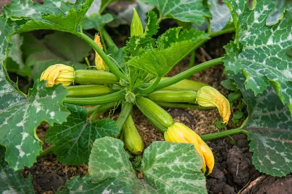 Courgettes prêtes à être récoltées au potager