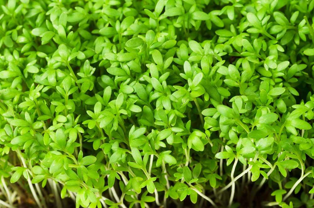 Cresson alénois (Lepidium sativum) : la plante express du potager