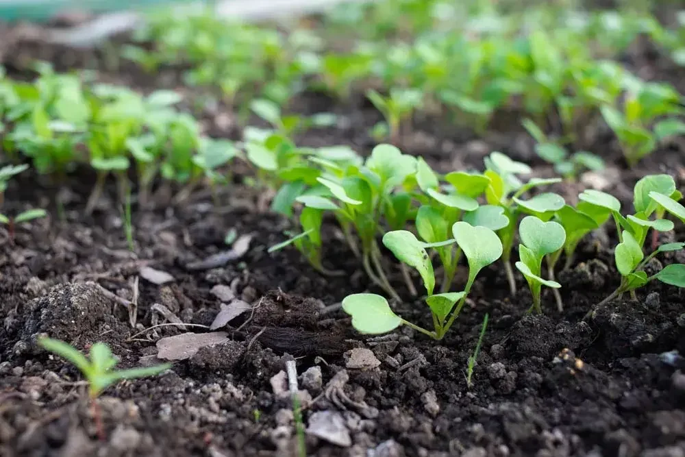 Entretien des radis au potager