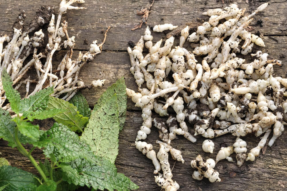 Crosne du Japon : planter et récolter ce légume oublié