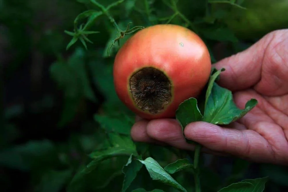 Pourriture apicale (cul noir) sur une tomate