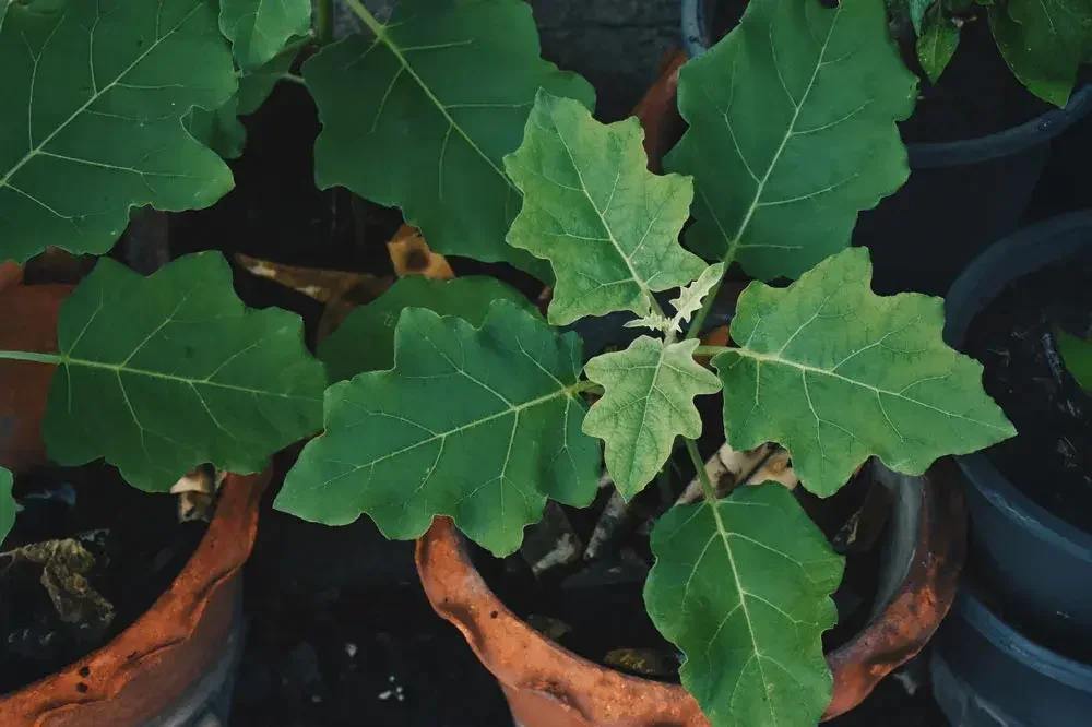 cultiver-aubergine-en-pot