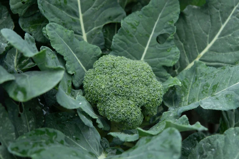 Brocoli