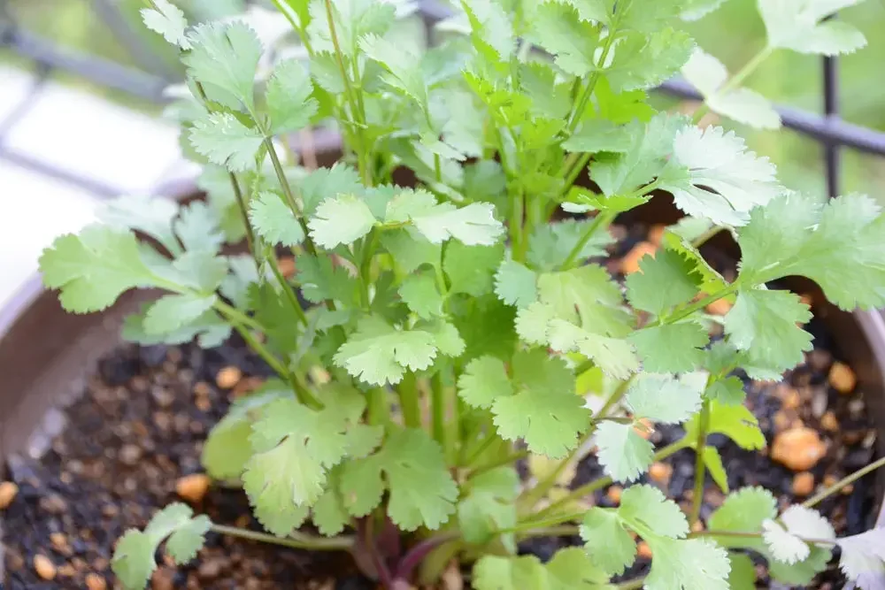 cultiver-coriandre-en-pot