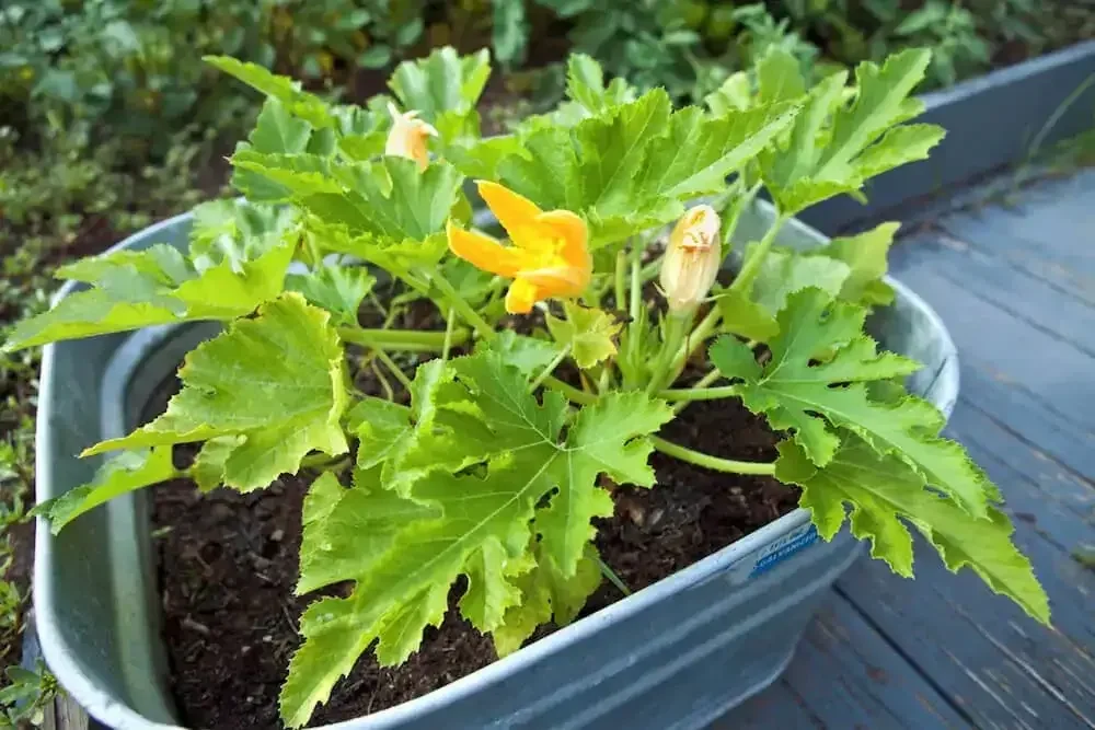 Culture de courgettes en pot sur terrasse ou balcon