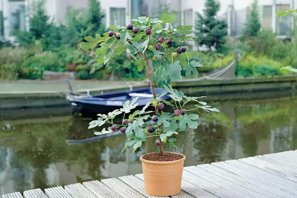 Culture d’un figuier en pot sur terrasse