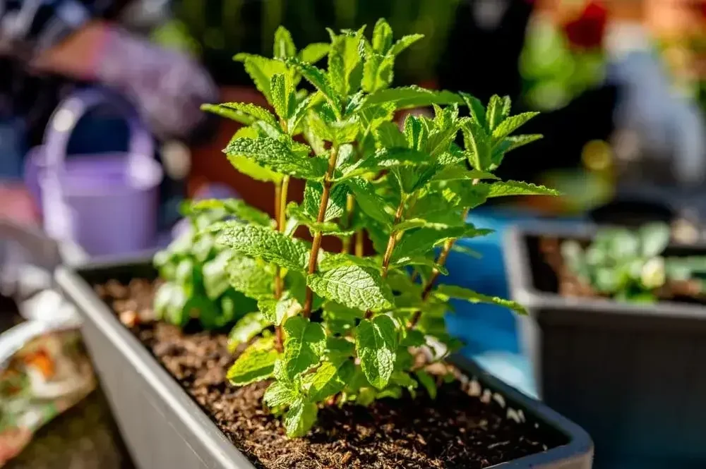 Plantation de la menthe en pot