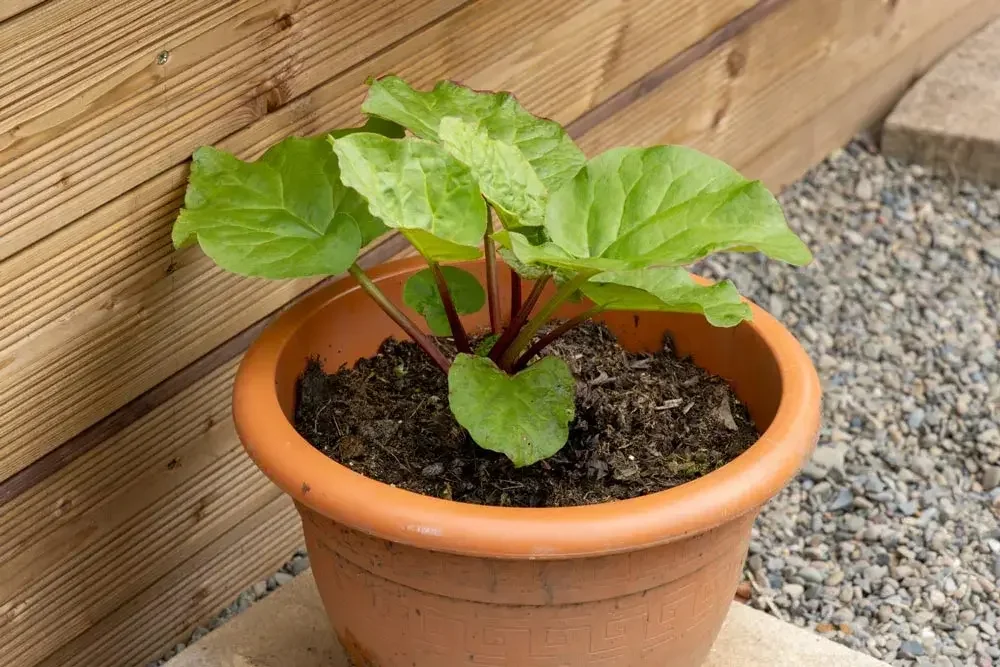 Culture de la rhubarbe en pot